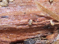 Trachyphloeosoma advena