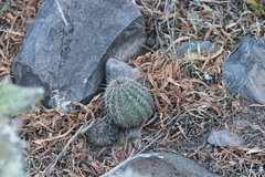 Echinocereus stolonifer tayopensis