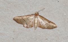 Hypolamprus ypsilon