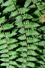 Cornopteris banahaoensis