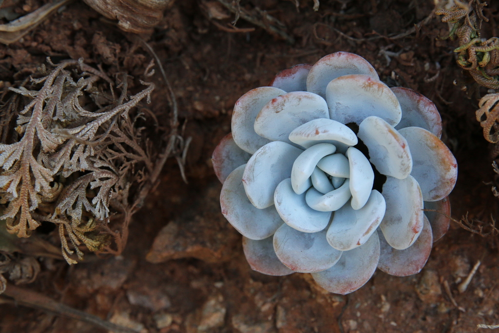 Echeveria Laui