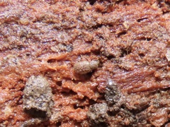 Trachyphloeosoma advena