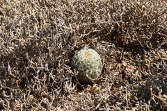 Mammillaria huitzilopochtli huitzilopochtli
