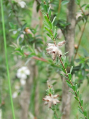 Kunzea capitata