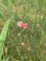 Indigofera filipes