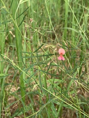 Indigofera filipes