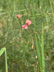 Indigofera filipes