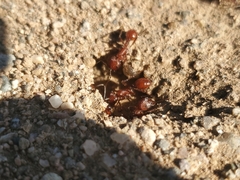 Pogonomyrmex californicus