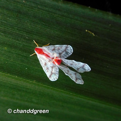 Saccharodite coccinea