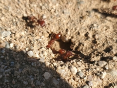 Pogonomyrmex californicus