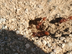 Pogonomyrmex californicus