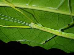 Anarchodes annulipes