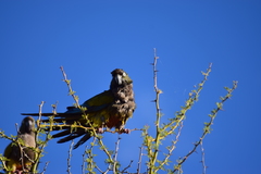 Cyanoliseus patagonus