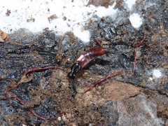 Hesperus baltimorensis