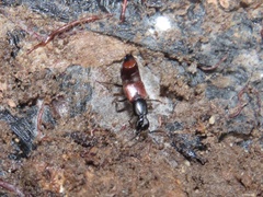 Hesperus baltimorensis