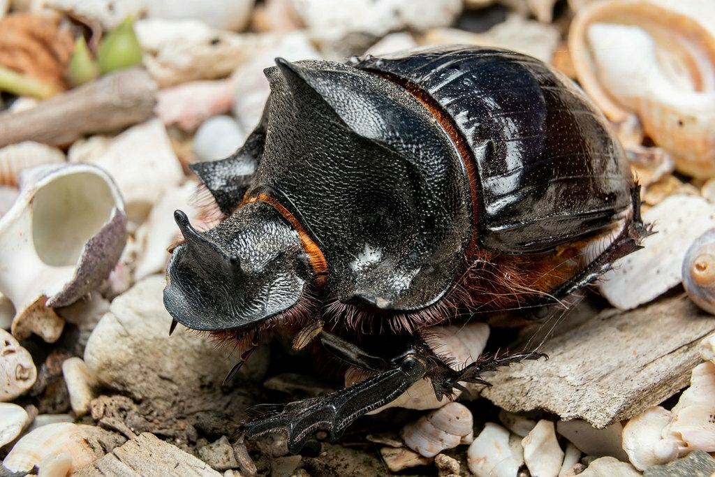 Giant Dung Beetles (Genus Heliocopris) · iNaturalist
