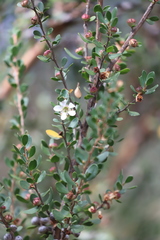 Leptospermum micromyrtus