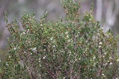 Leptospermum micromyrtus