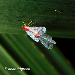 Saccharodite coccinea