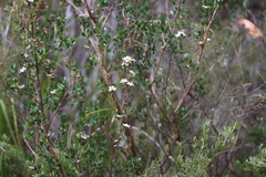 Leptospermum micromyrtus