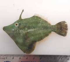 Monacanthus ciliatus