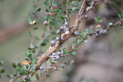 Leptospermum micromyrtus