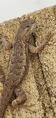 Sceloporus occidentalis
