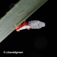 Saccharodite coccinea