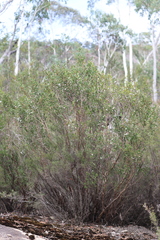 Leptospermum micromyrtus