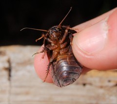 Homoeogamia mexicana