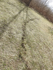Scalopinae