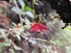 Pterostemma antioquiense