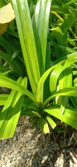 Pandanus amaryllifolius