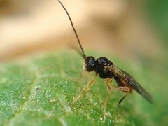 Aphidiinae