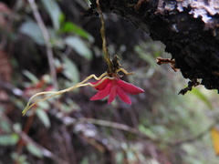 Pterostemma antioquiense