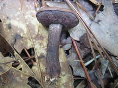 Leccinum snellii