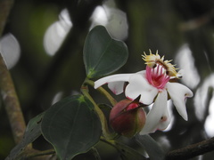 Blakea quadrangularis