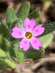 Microsteris gracilis