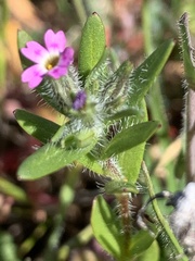 Microsteris gracilis