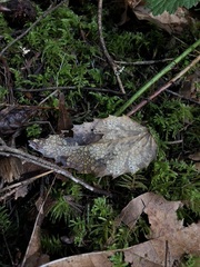 Coccomyces dentatus