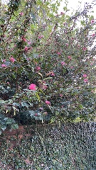 Calliandra californica