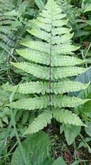 Athyrium opacum