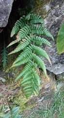 Dryopteris lachoongensis