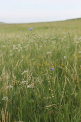 Linum baicalense
