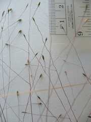 Digitaria cognata cognata