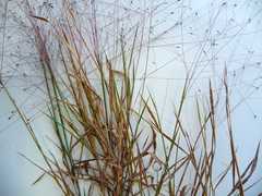 Digitaria cognata cognata