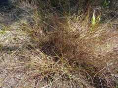 Digitaria cognata cognata