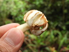 Ladenbergia macrocarpa