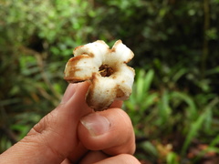 Ladenbergia macrocarpa