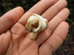 Ladenbergia macrocarpa